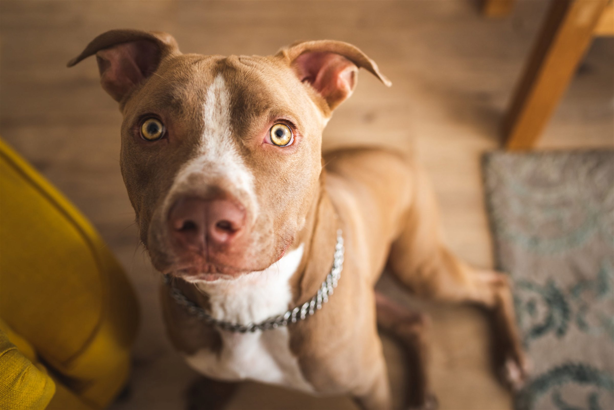 Dog bites in apartment building complexes can be tricky cases due to breed and size restrictions that may limit insurance liability. Call our South Carolina dog bite attorneys if you were severely injured.