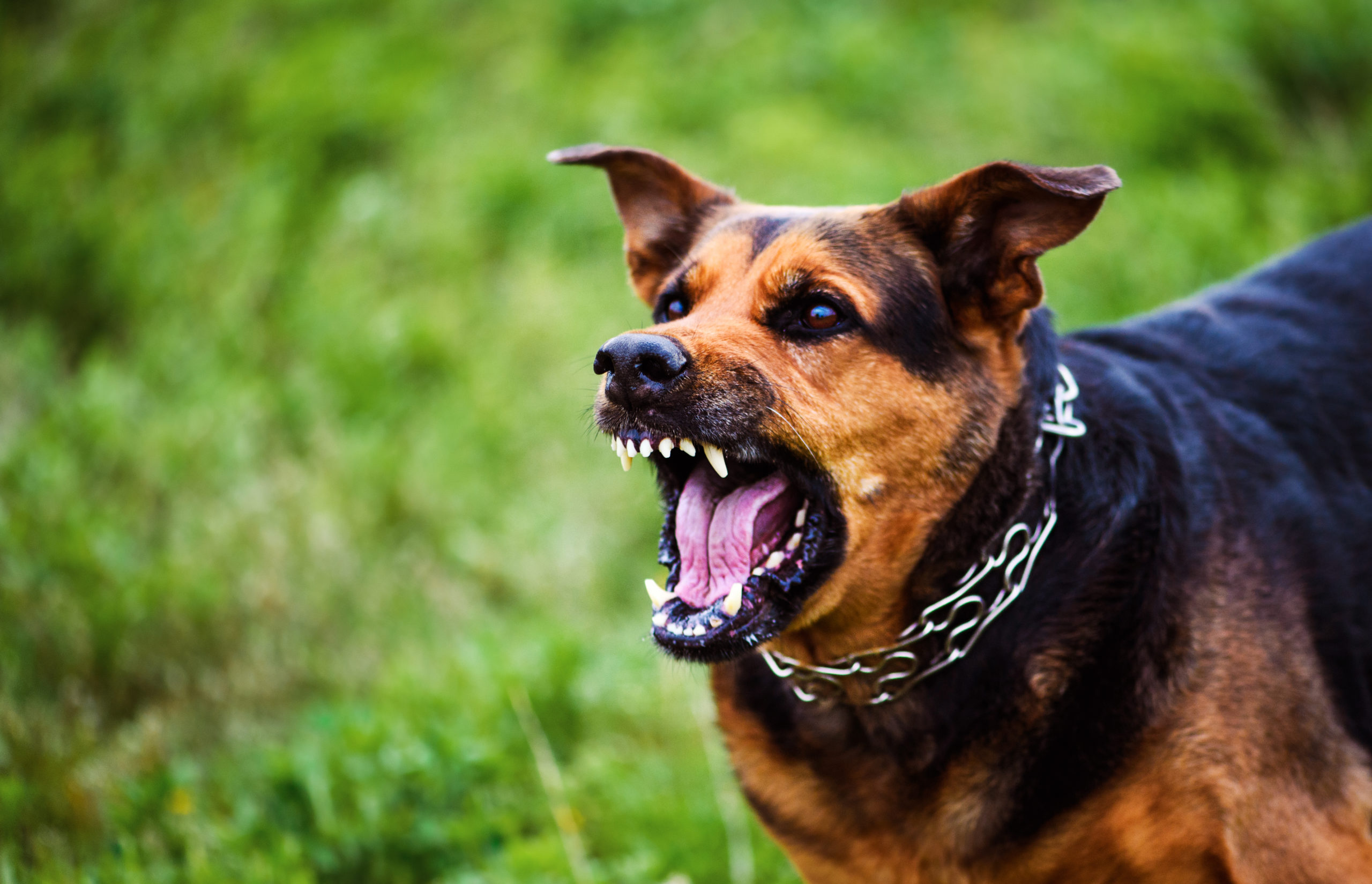What Can I Do During a Dog Attack to Save Myself or My Pet? 15 What can you do to protect yourself or your pet from a dog bite attack?
