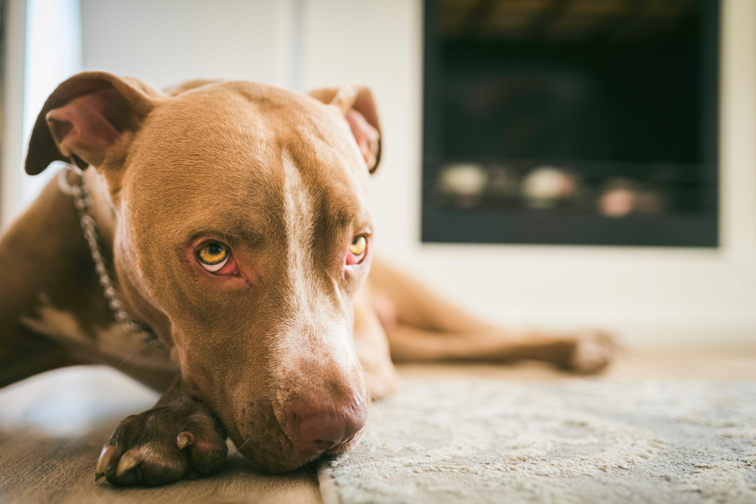 Dog bite incidents can happen in both residential and home-business settings. Here’s what injured Charleston residents and workers need to know.