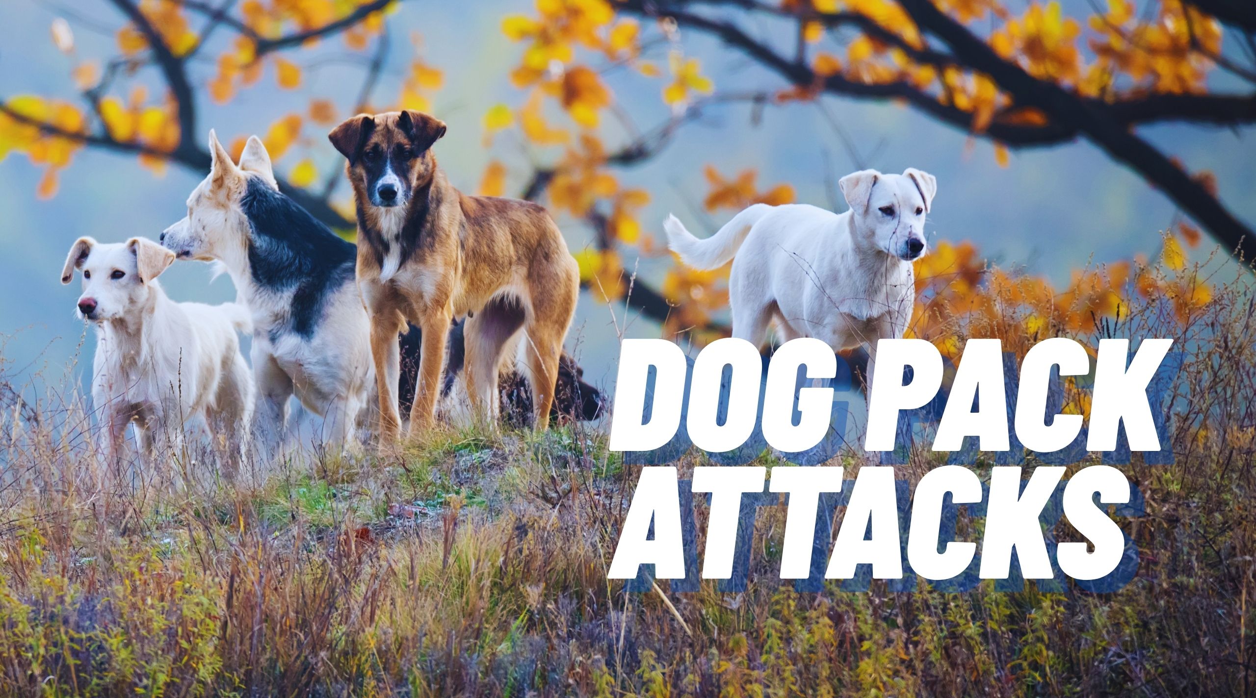 Ataques de manadas de perros en zonas rurales South Carolina: peligros reales, derechos legales y qué hacer a continuación 1 Manada de perros en otoño en una colina - ataques de manadas de perros
