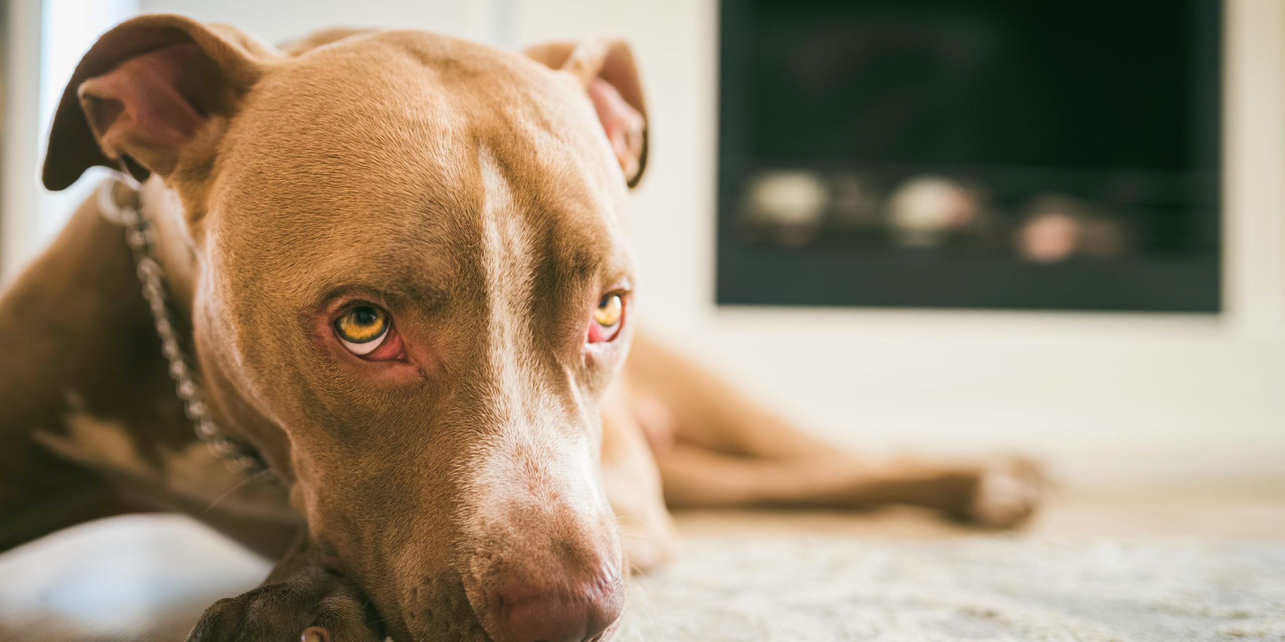 Los incidentes de mordeduras de perro pueden ocurrir tanto en entornos residenciales como en hogares y empresas. Esto es lo que deben saber los residentes y trabajadores lesionados de Charleston.