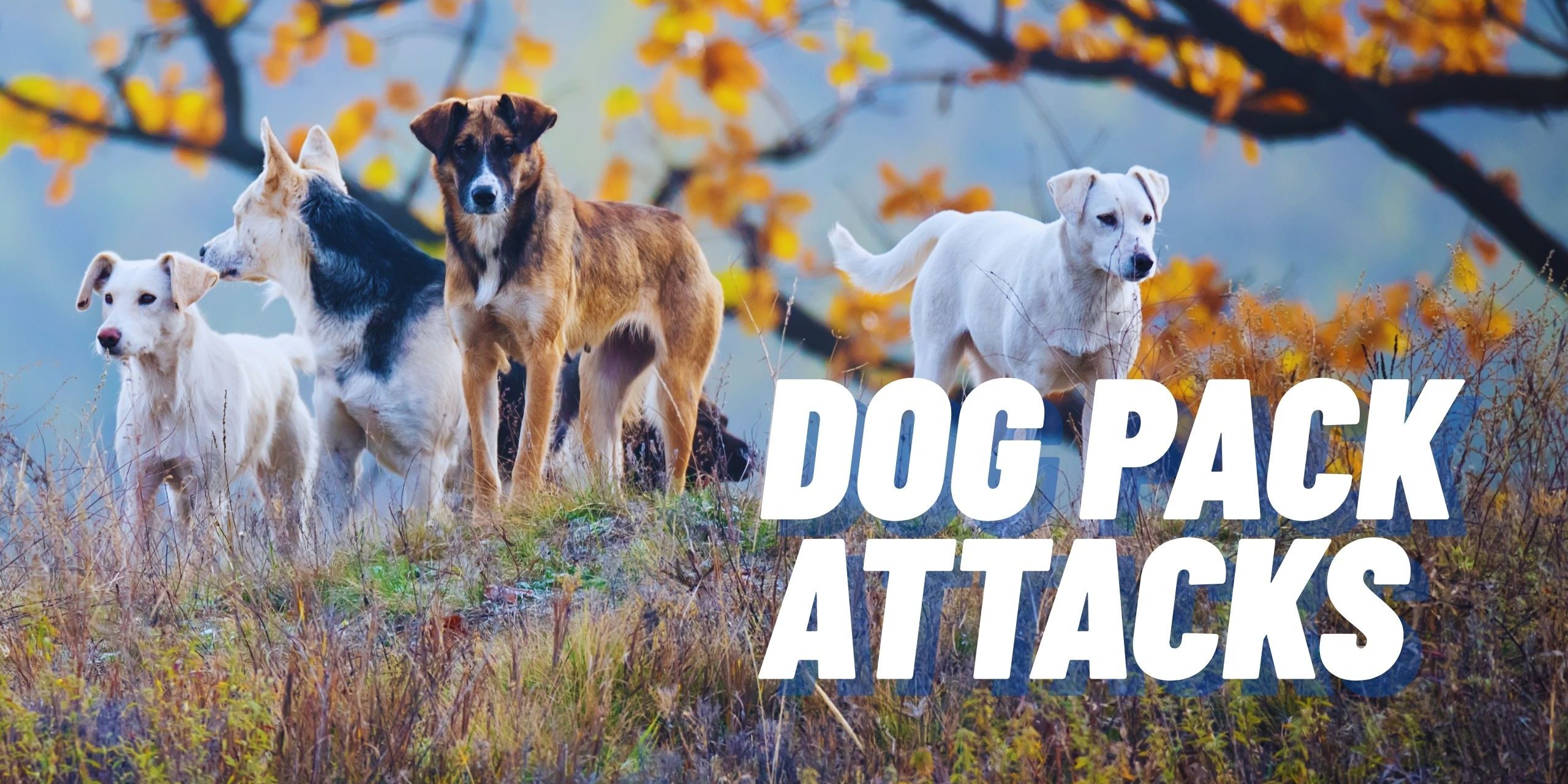 Pack of dogs in the fall on a hill - dog pack attacks