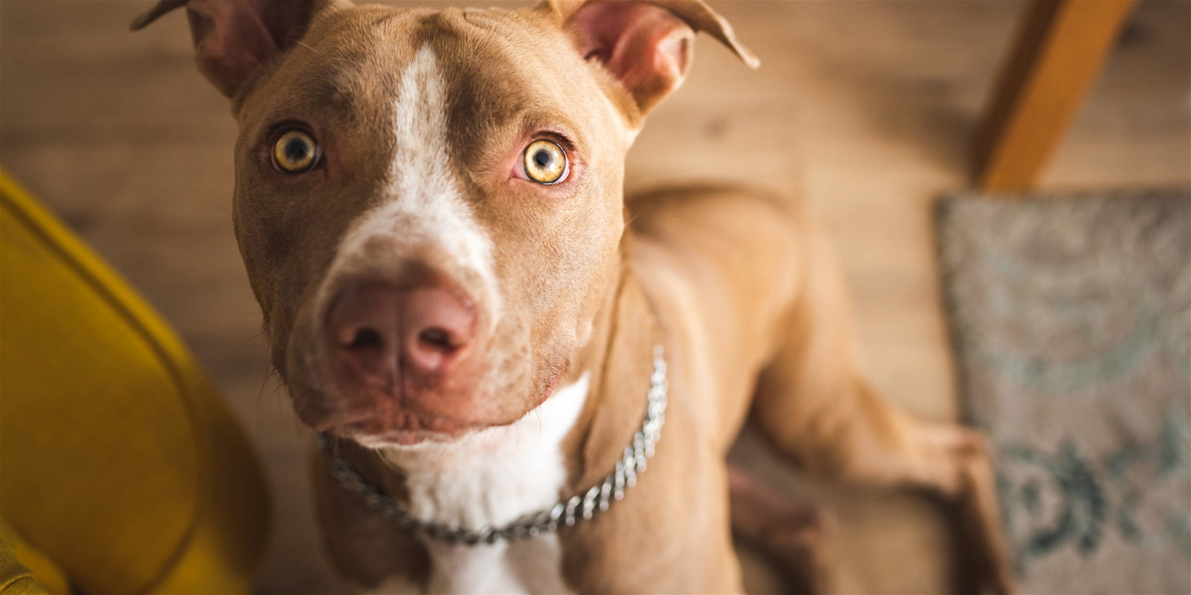 Dog bites in apartment building complexes can be tricky cases due to breed and size restrictions that may limit insurance liability. Call our South Carolina dog bite attorneys if you were severely injured.